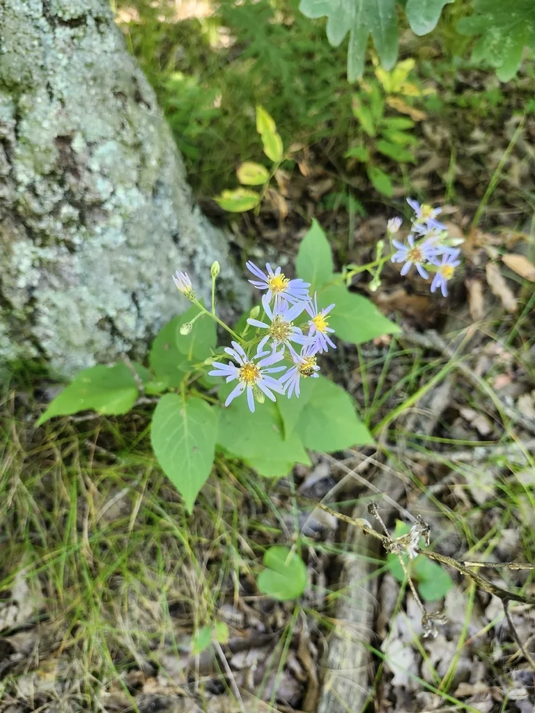 Aster Macrophyllus