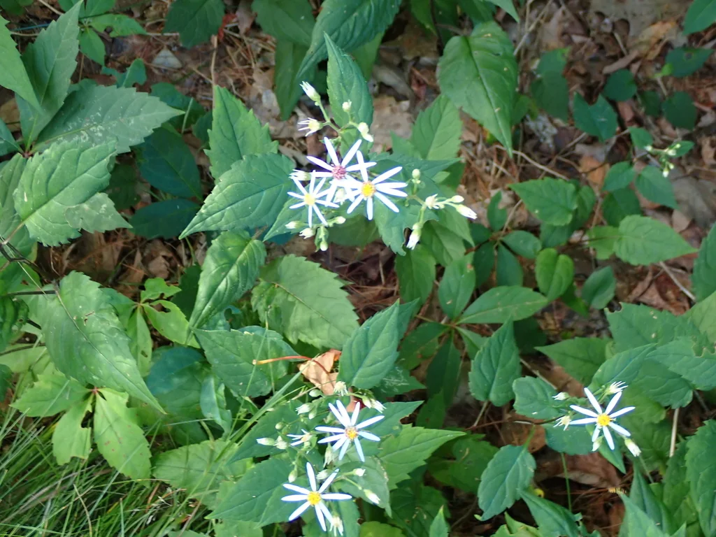Eurybia divaricata