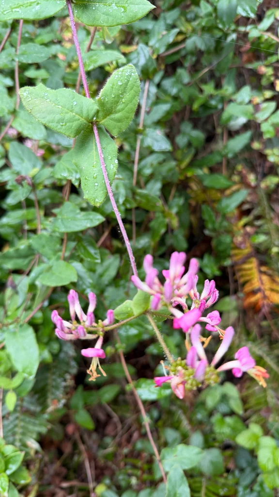 Lonicera Hispidula
