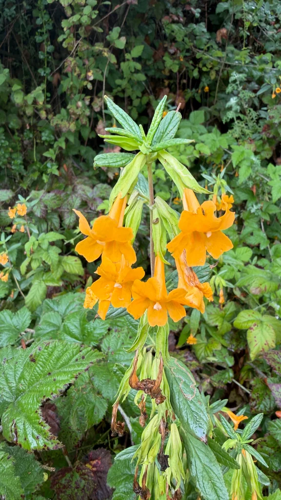 Mimulus Aurantiacus