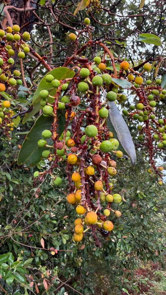 Arbutus Menziesii