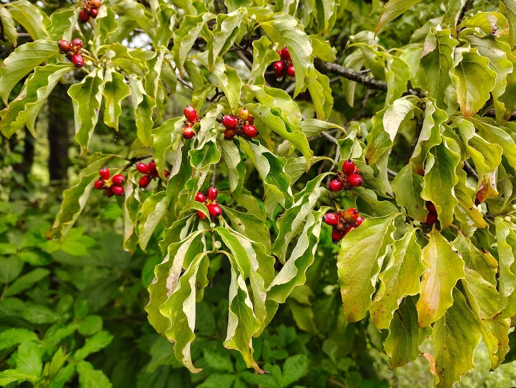 Cornus Florida