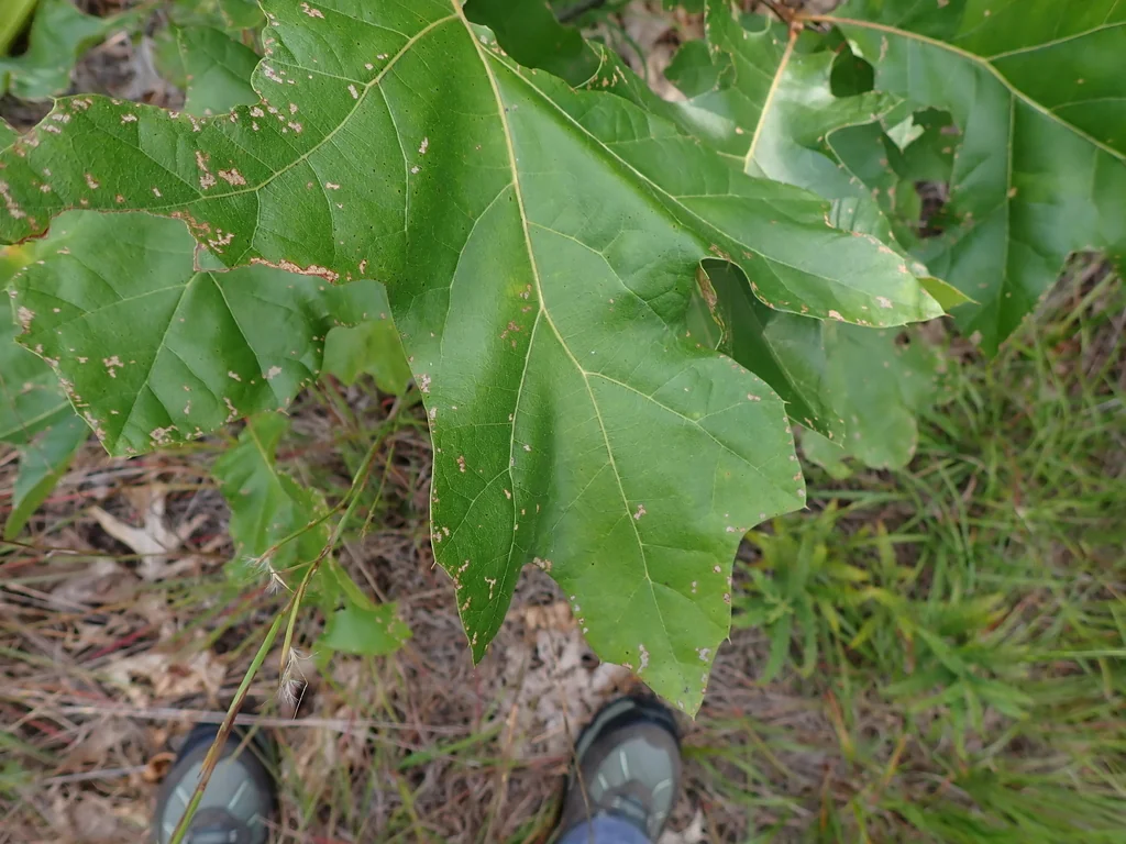 Quercus velutina