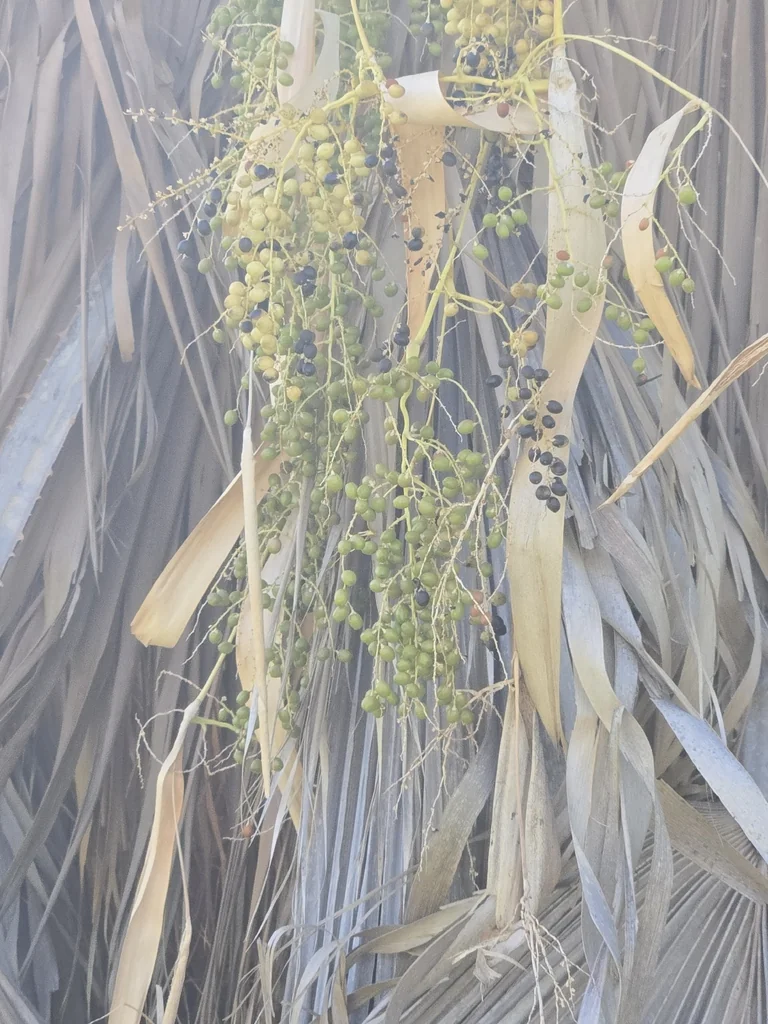 Washingtonia Robusta