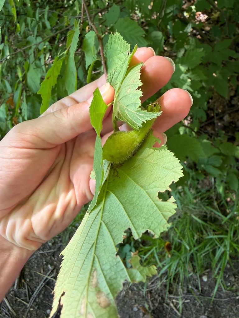 Corylus Cornuta