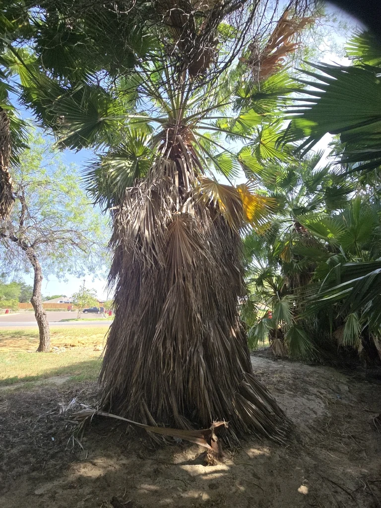 Washingtonia Robusta