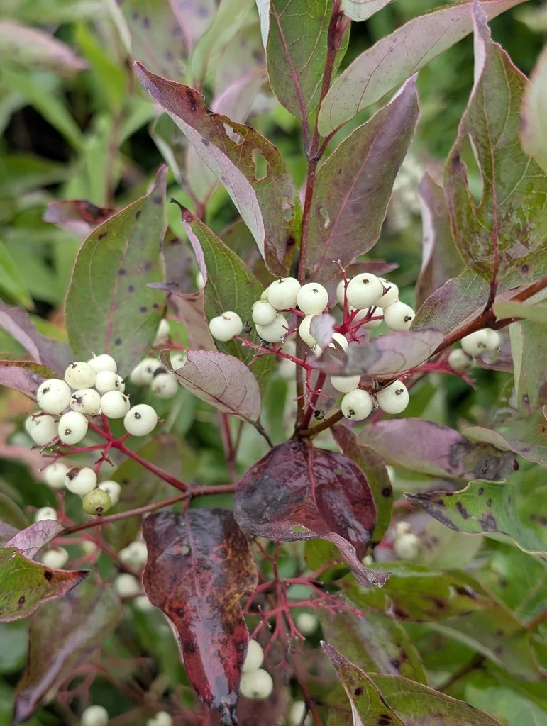 Cornus Racemosa