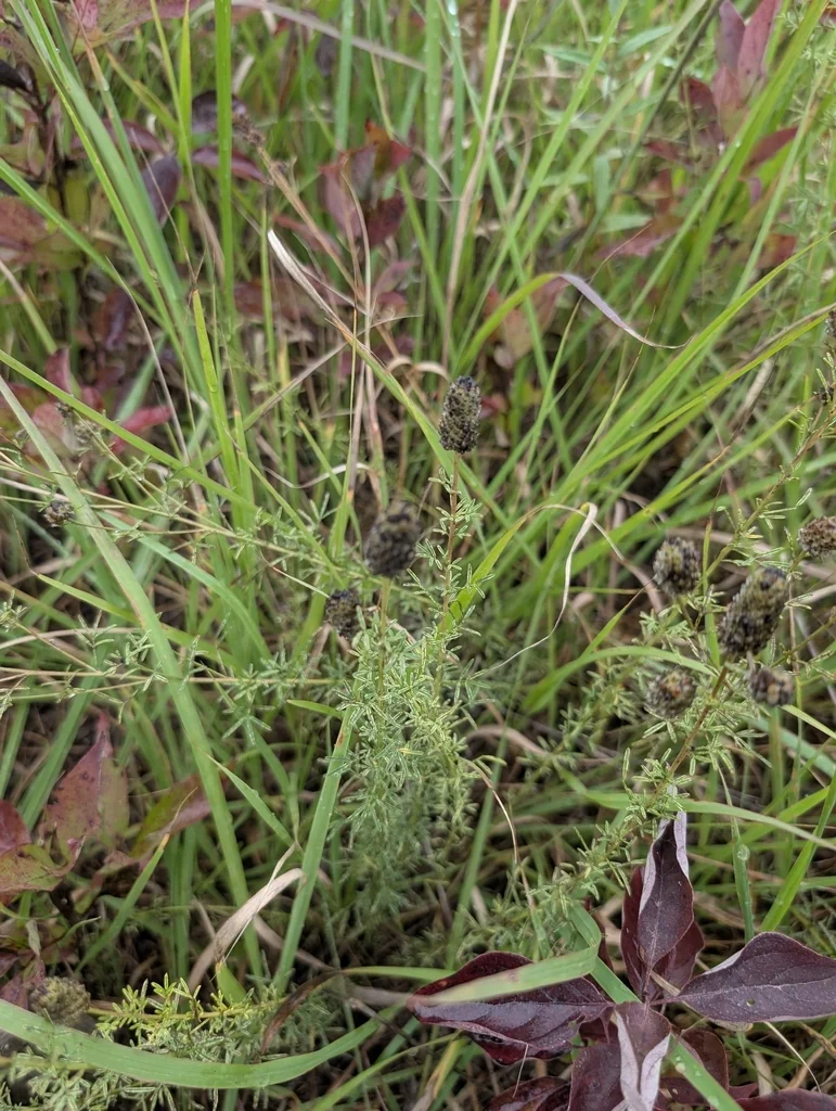 Dalea Purpurea