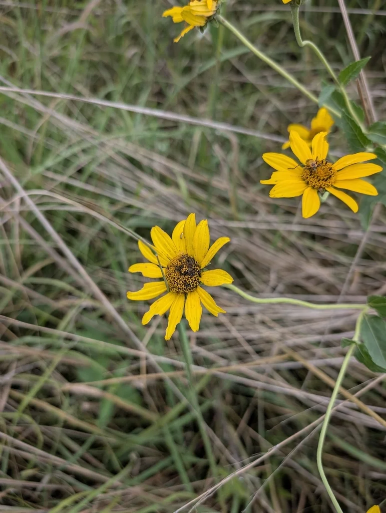 Heliopsis helianthoides