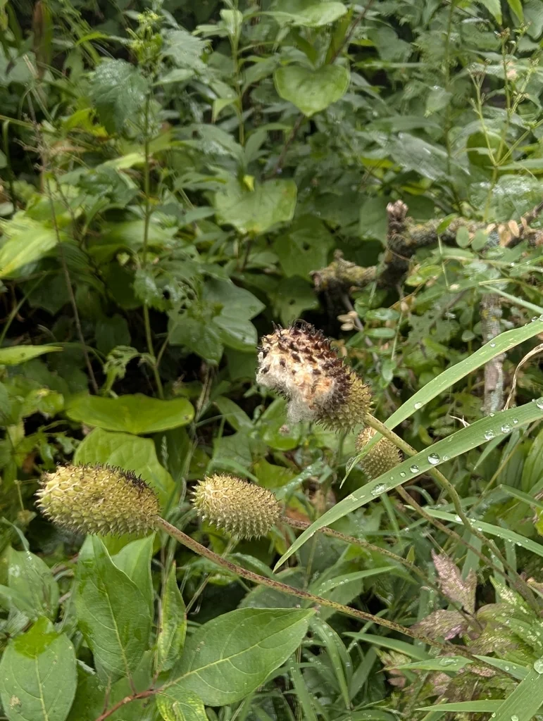 Anemone Virginiana