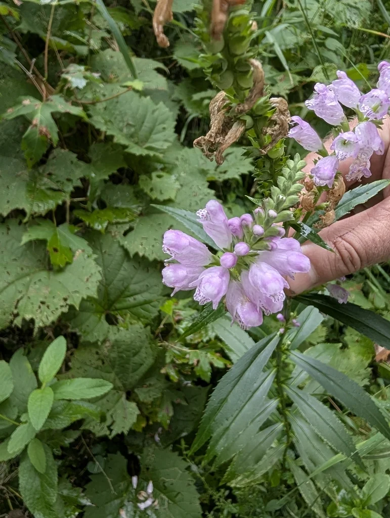Physostegia Virginiana