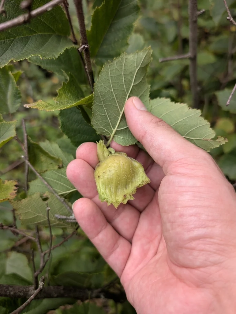 Corylus Americana