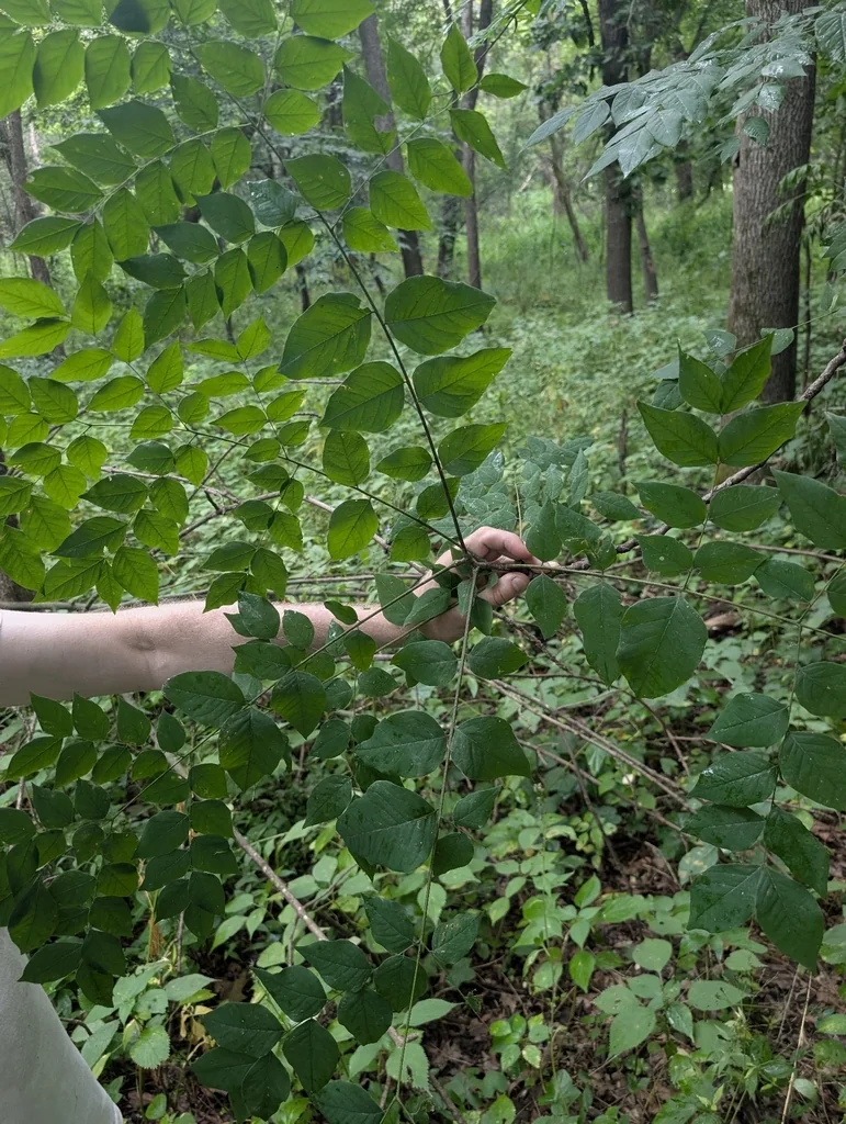 Gymnocladus Dioicus