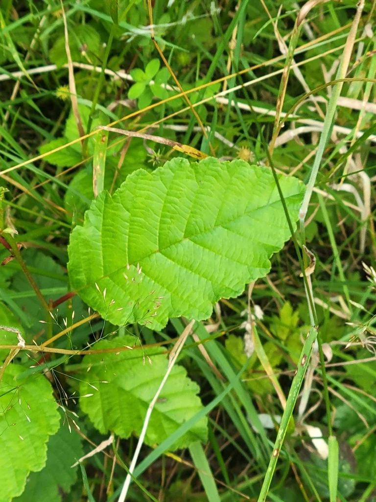 Alnus Rubra