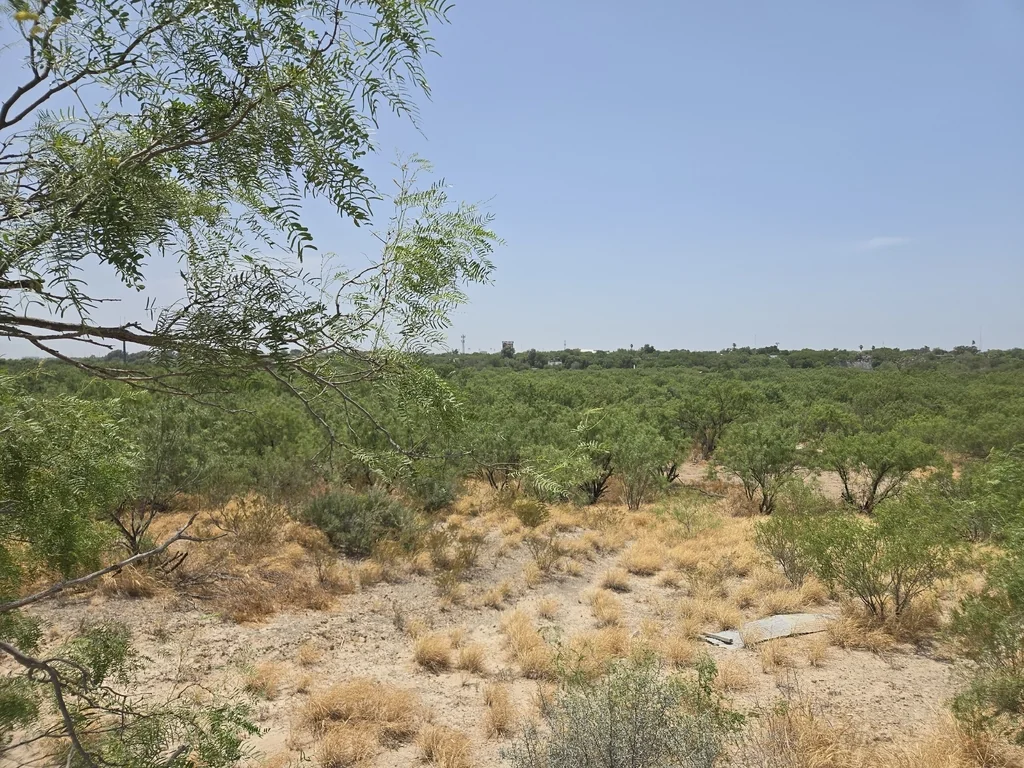 Prosopis Glandulosa