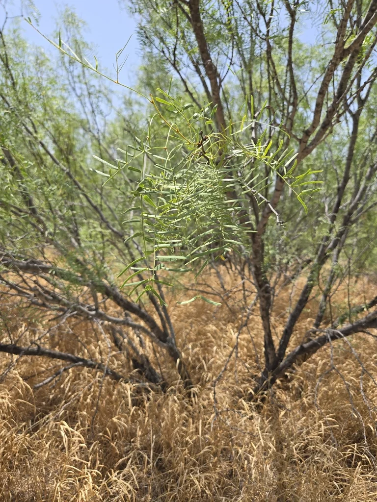 Prosopis Glandulosa