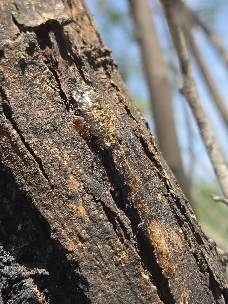 Prosopis Glandulosa