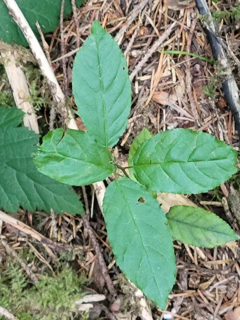 Frangula Purshiana
