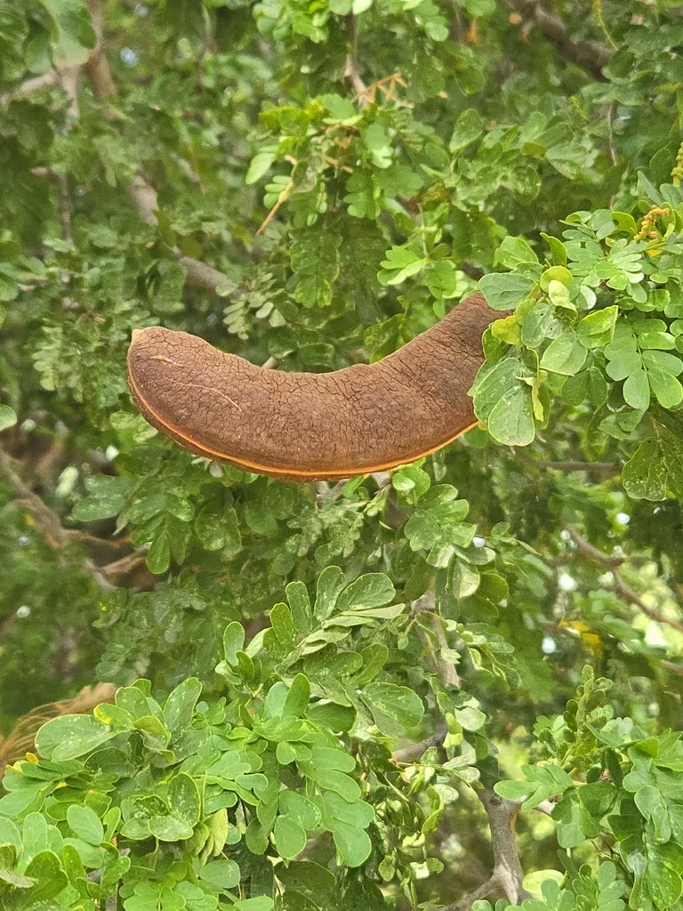 Ebenopsis Ebano