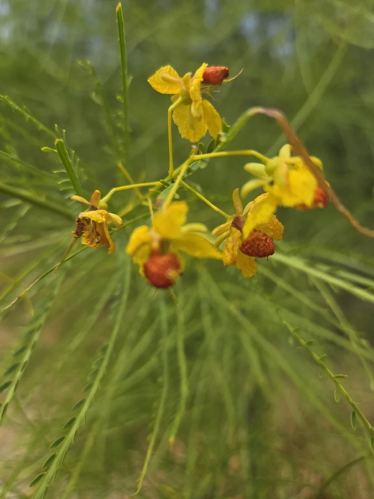 Parkinsonia Aculeata