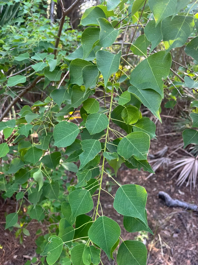 Triadica Sebifera