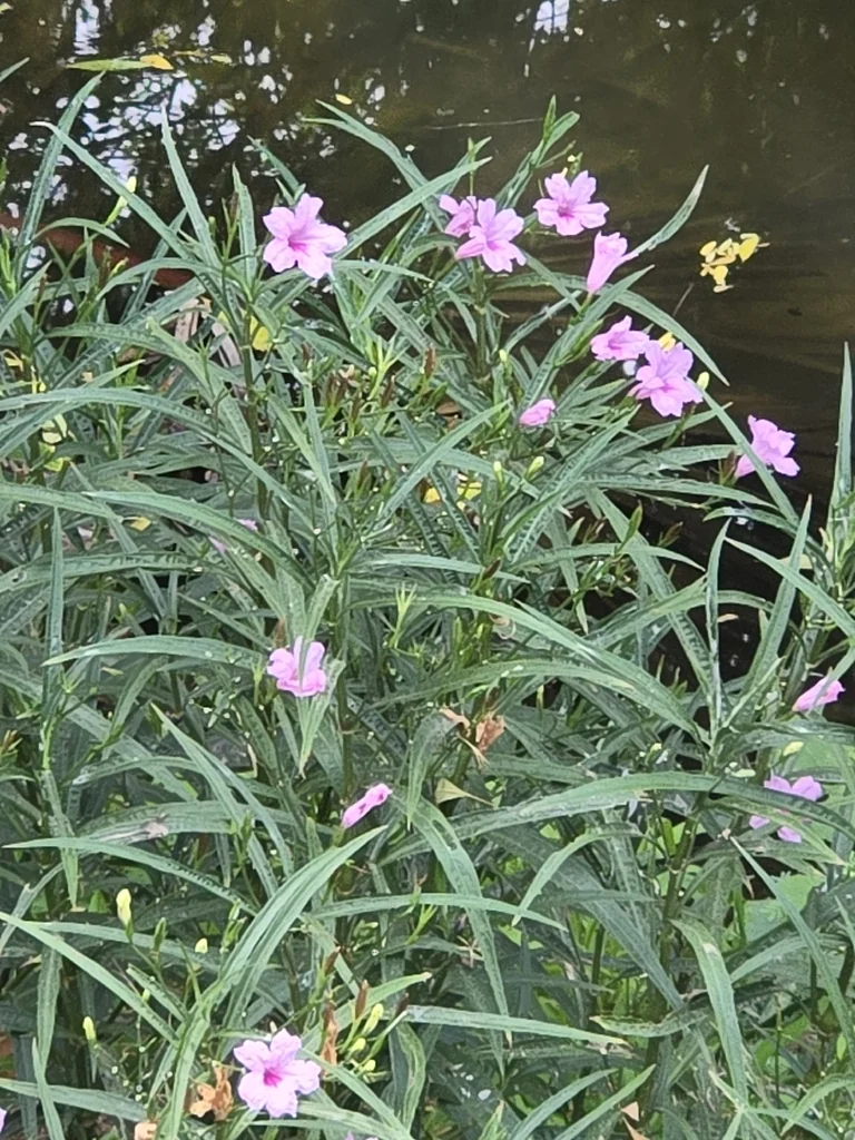 Ruellia Brittoniana