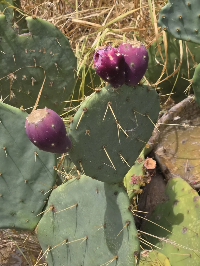 Opuntia Lindheimeri