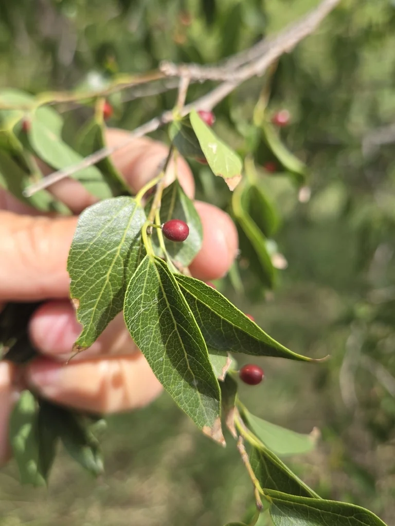 Celtis Laevigata