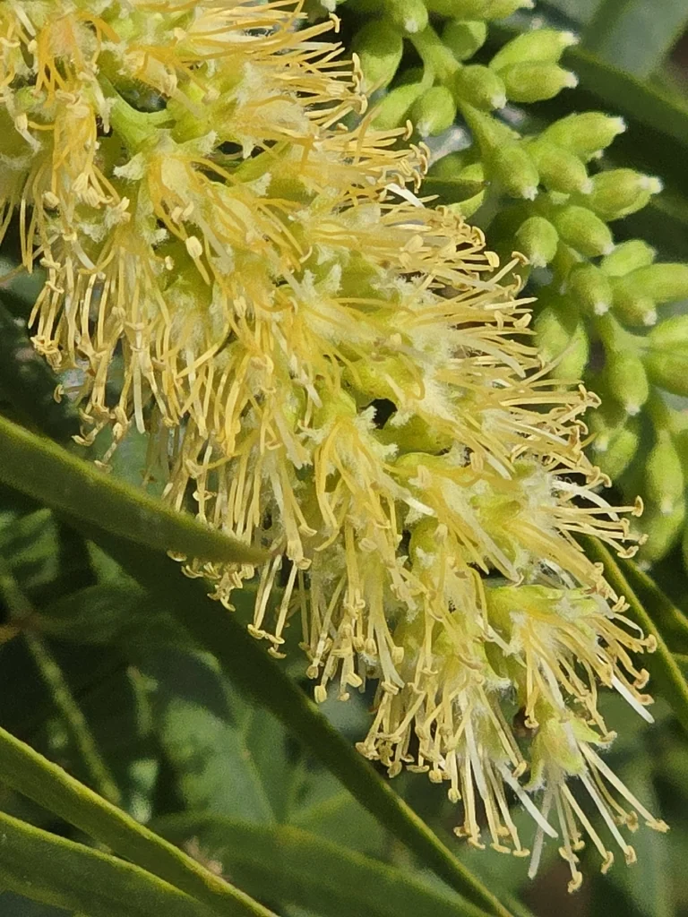 Prosopis Glandulosa