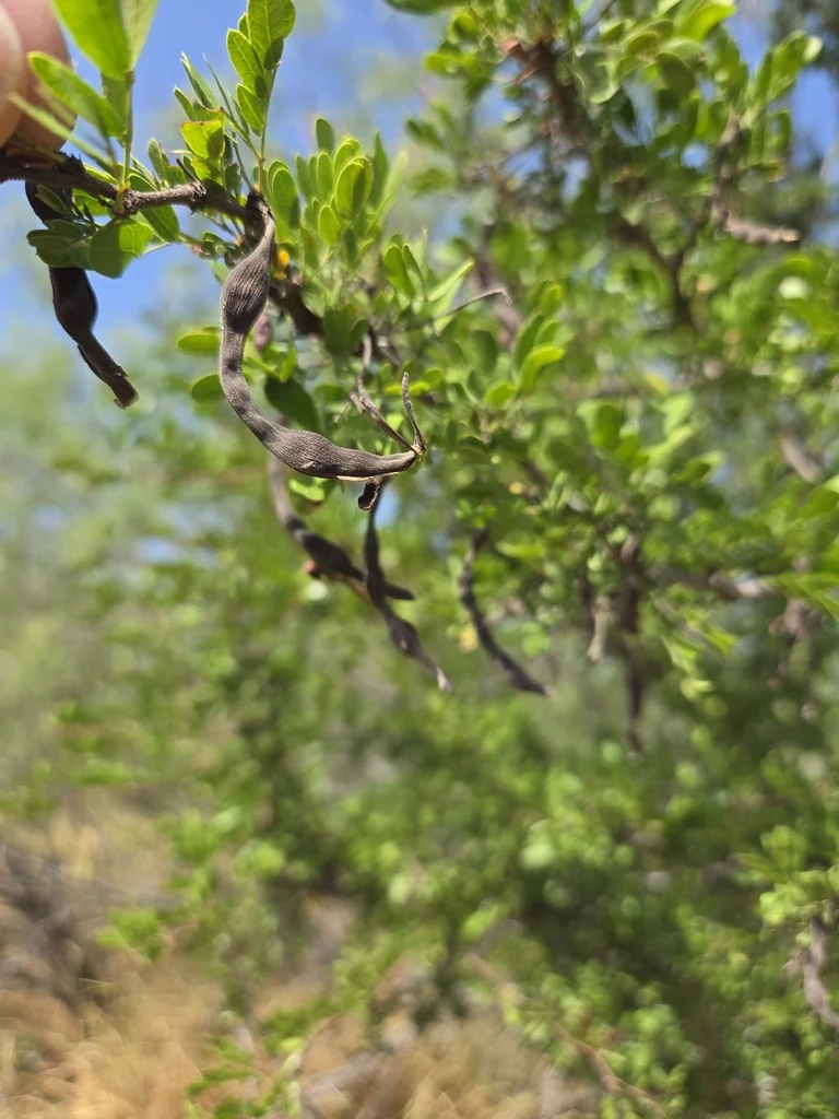 Acacia Rigidula