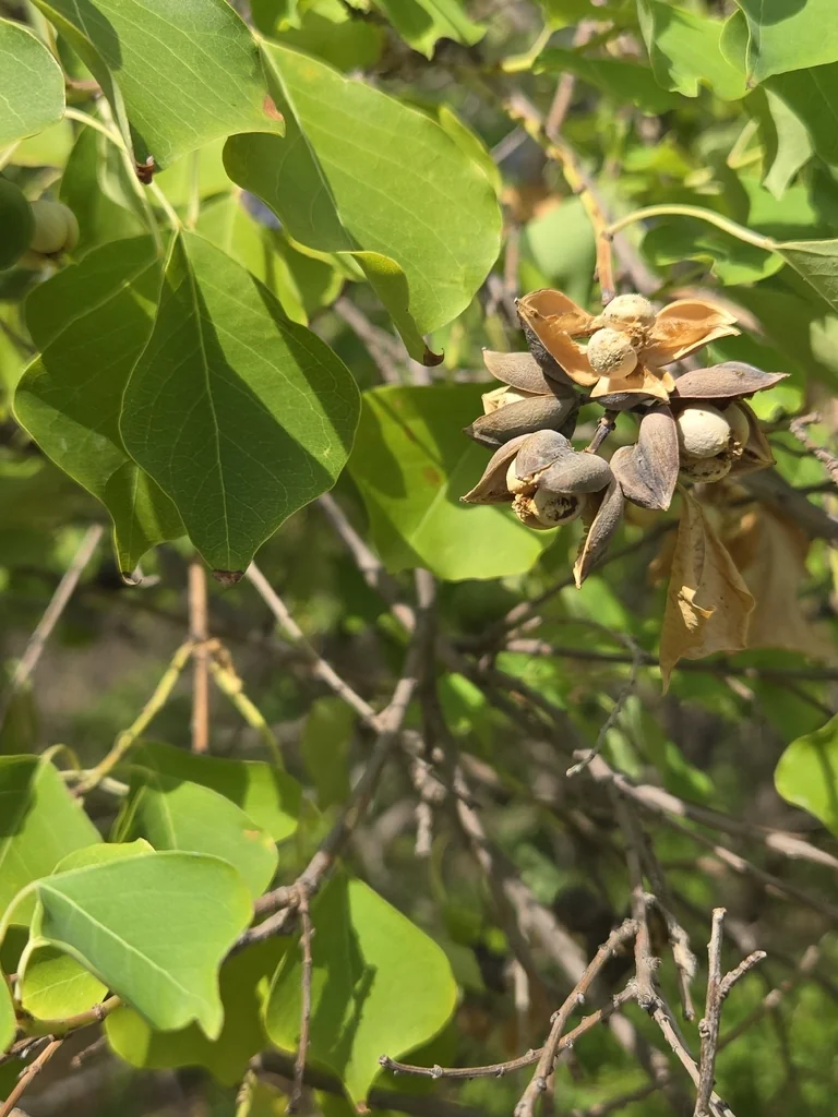 Triadica Sebifera