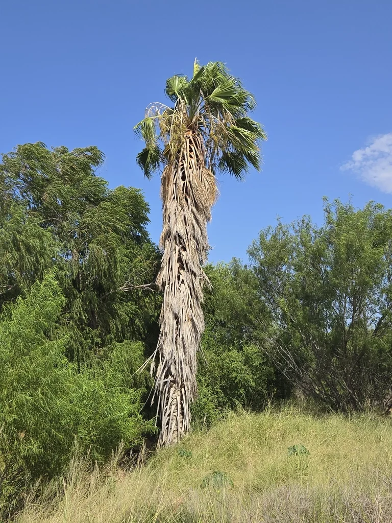 Washingtonia Robusta