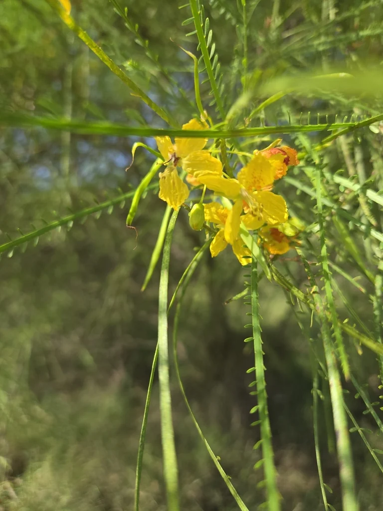 Parkinsonia Aculeata