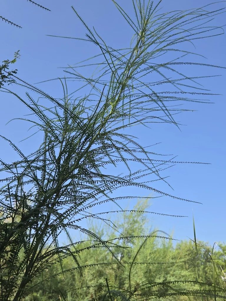 Parkinsonia Aculeata