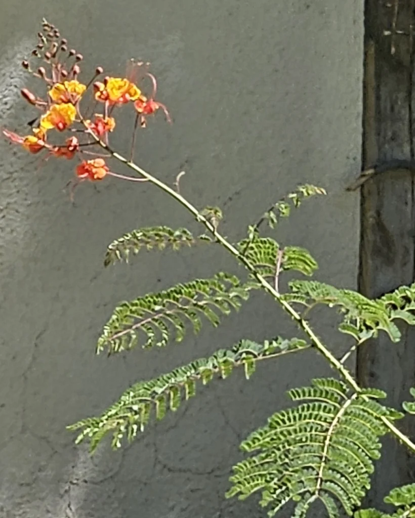 Caesalpinia Gilliesii
