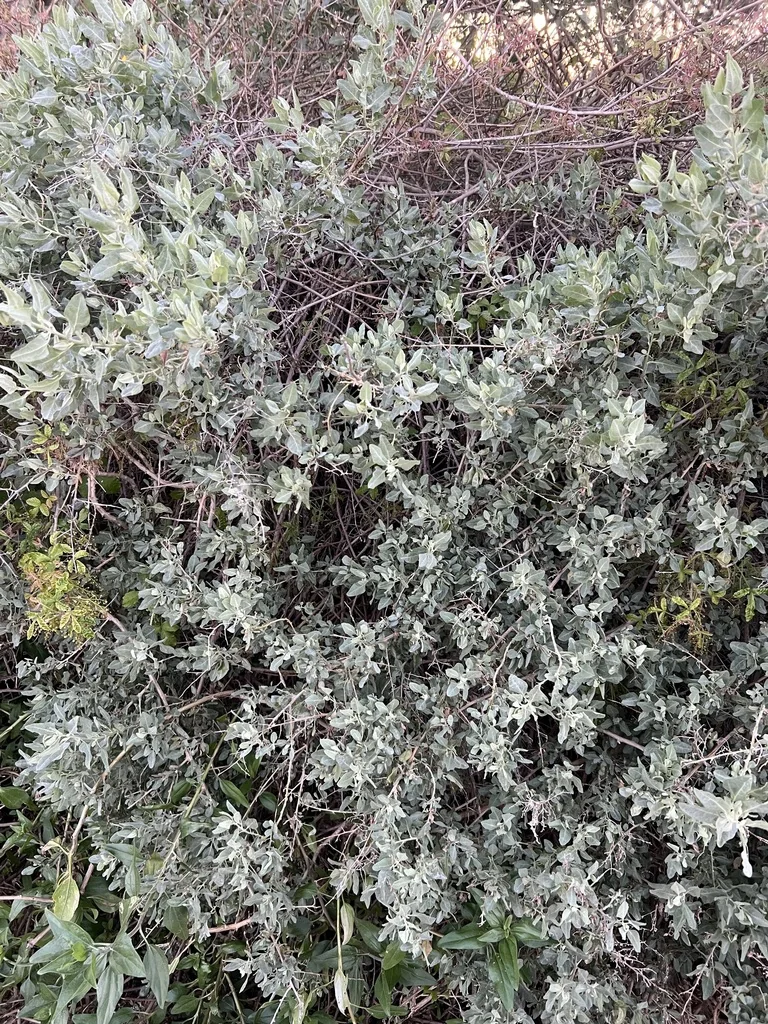 Atriplex Lentiformis