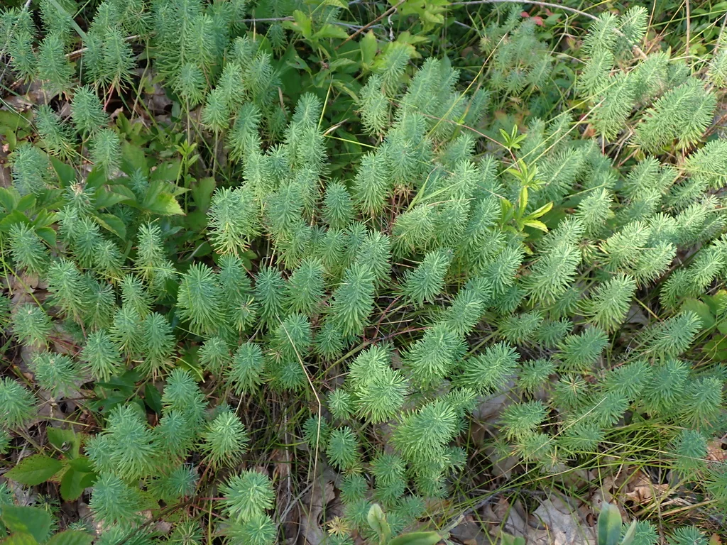 Euphorbia Cyparissias