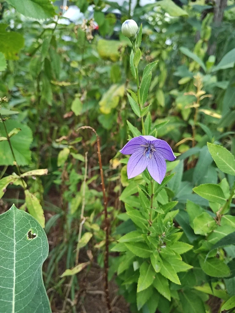Platycodon Grandiflorus