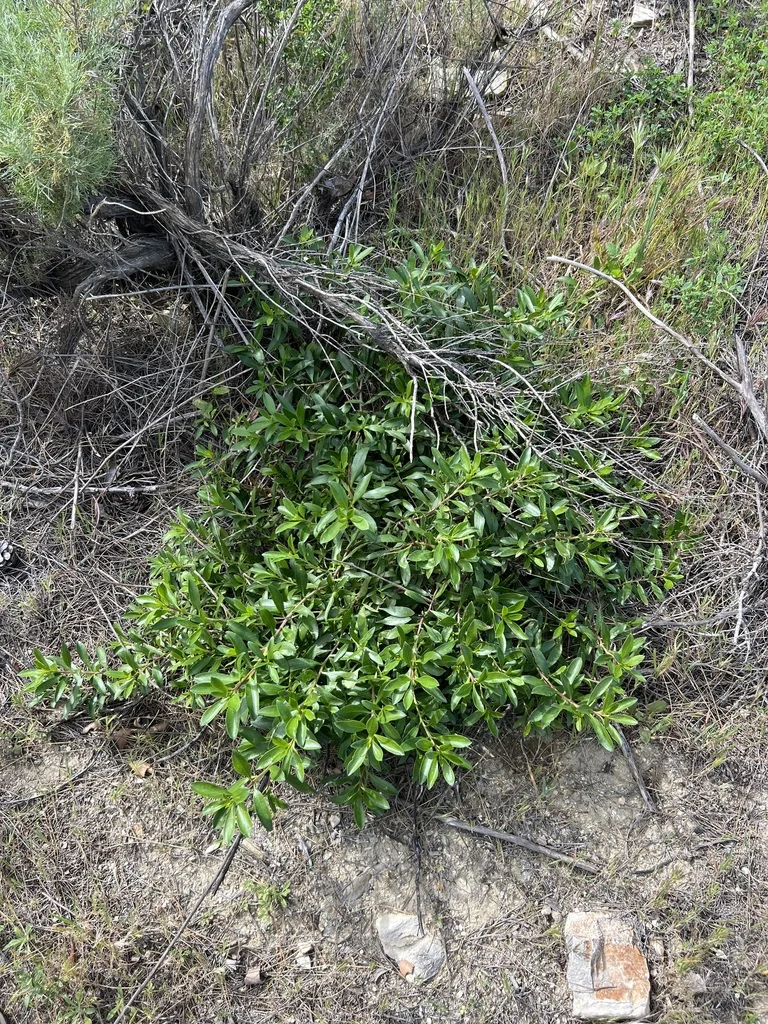 Myoporum Laetum