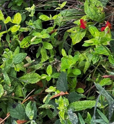 Mimulus Cardinalis