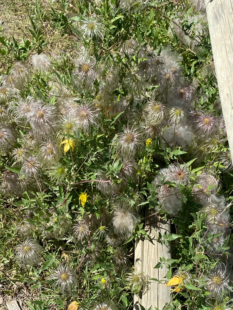 Clematis Tangutica