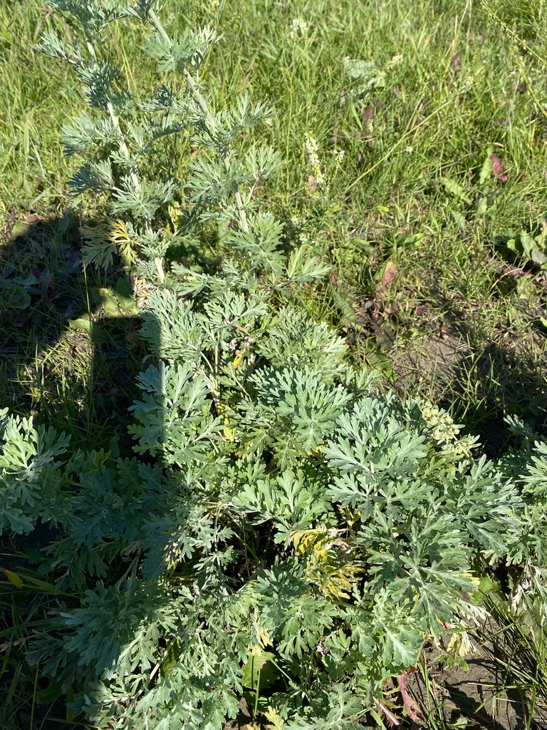 Artemisia Absinthium