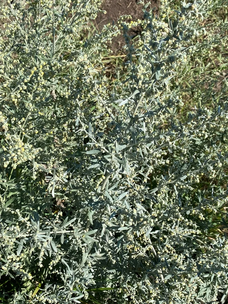 Artemisia Absinthium