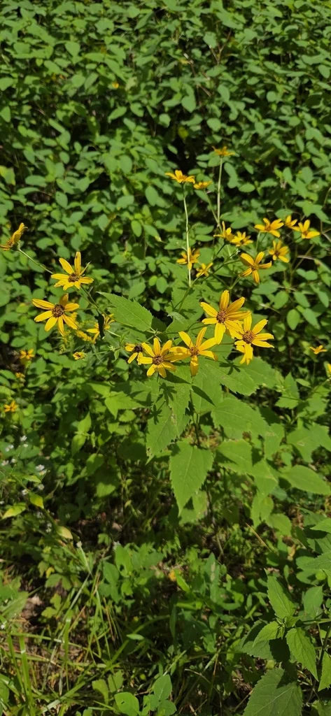 Heliopsis helianthoides