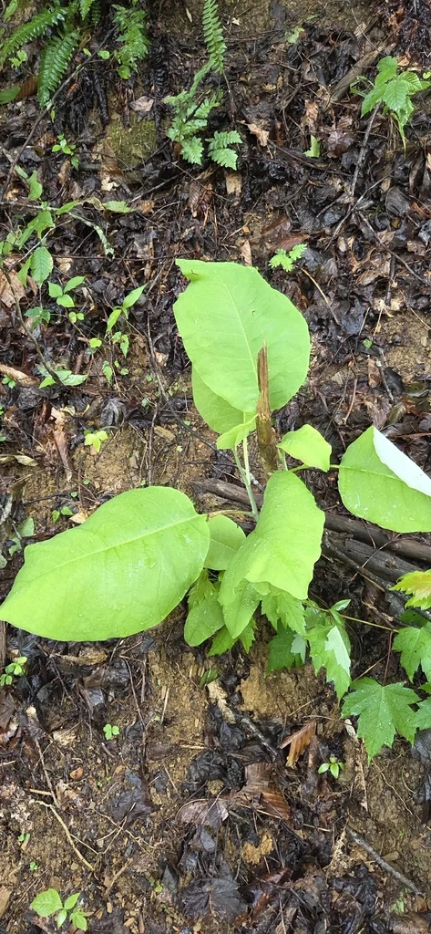Magnolia Macrophylla