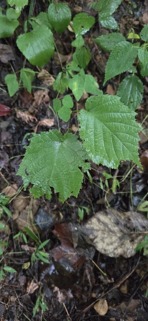 Corylus Americana