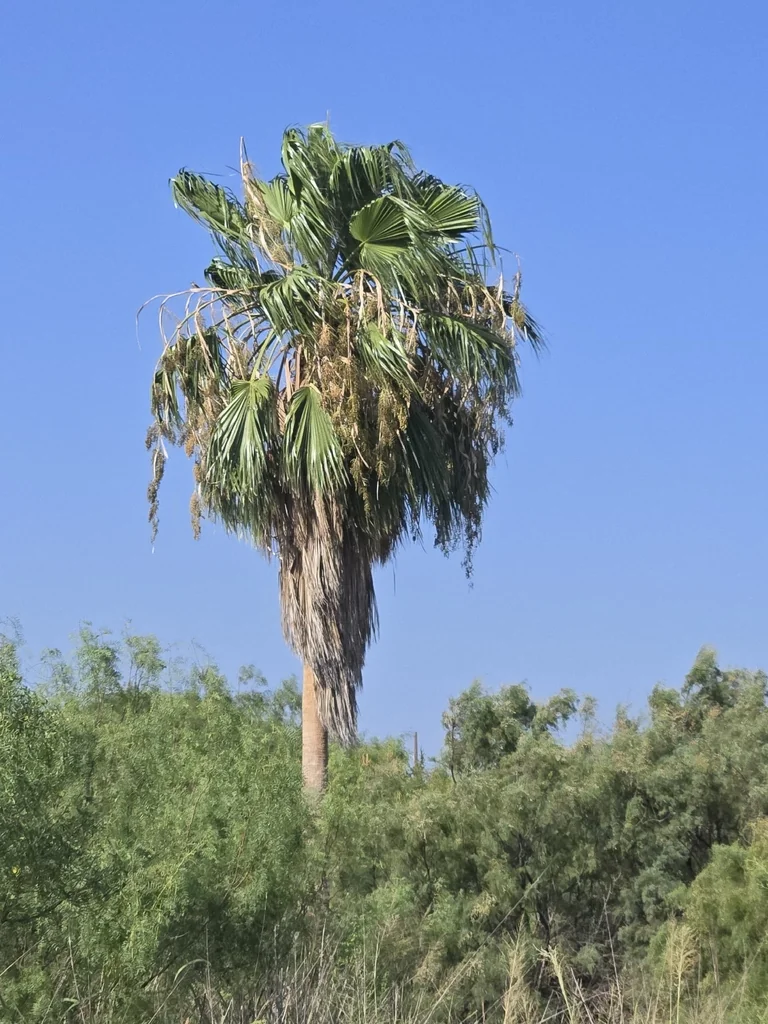 Washingtonia Robusta