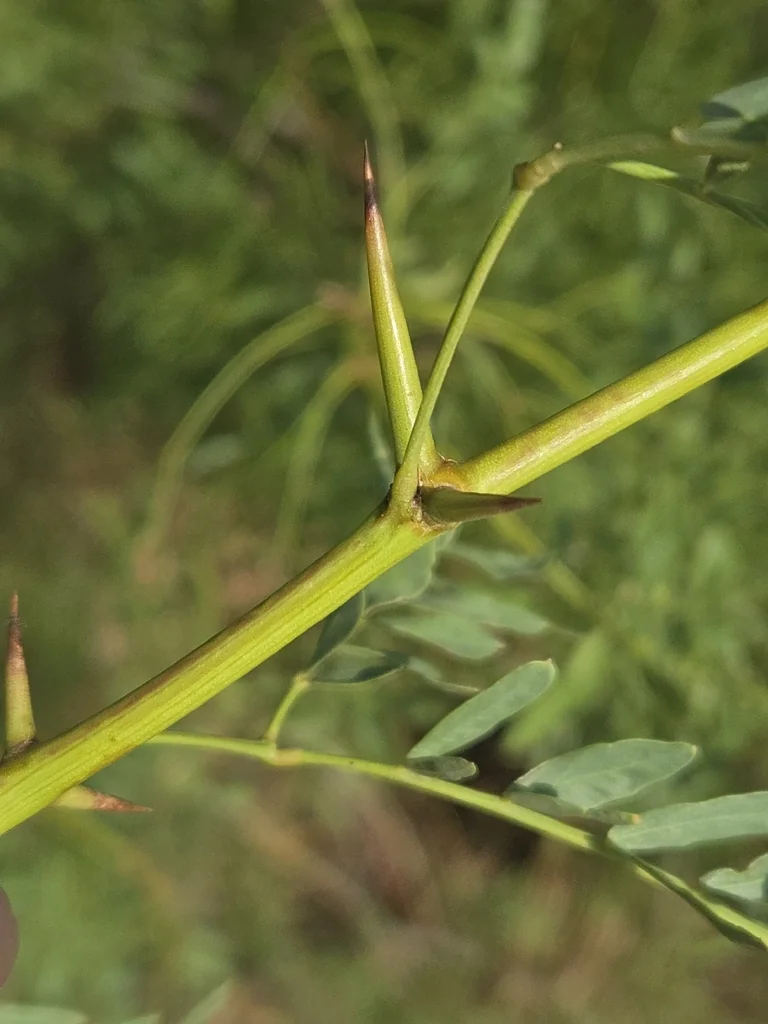 Prosopis Glandulosa