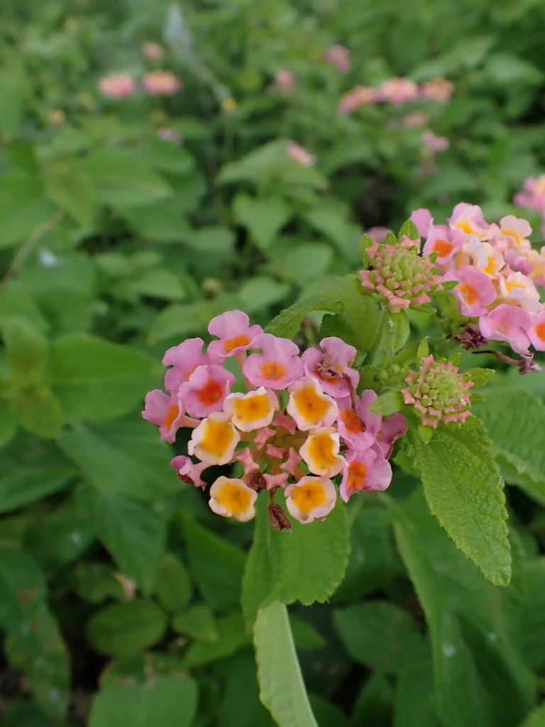 Lantana camara