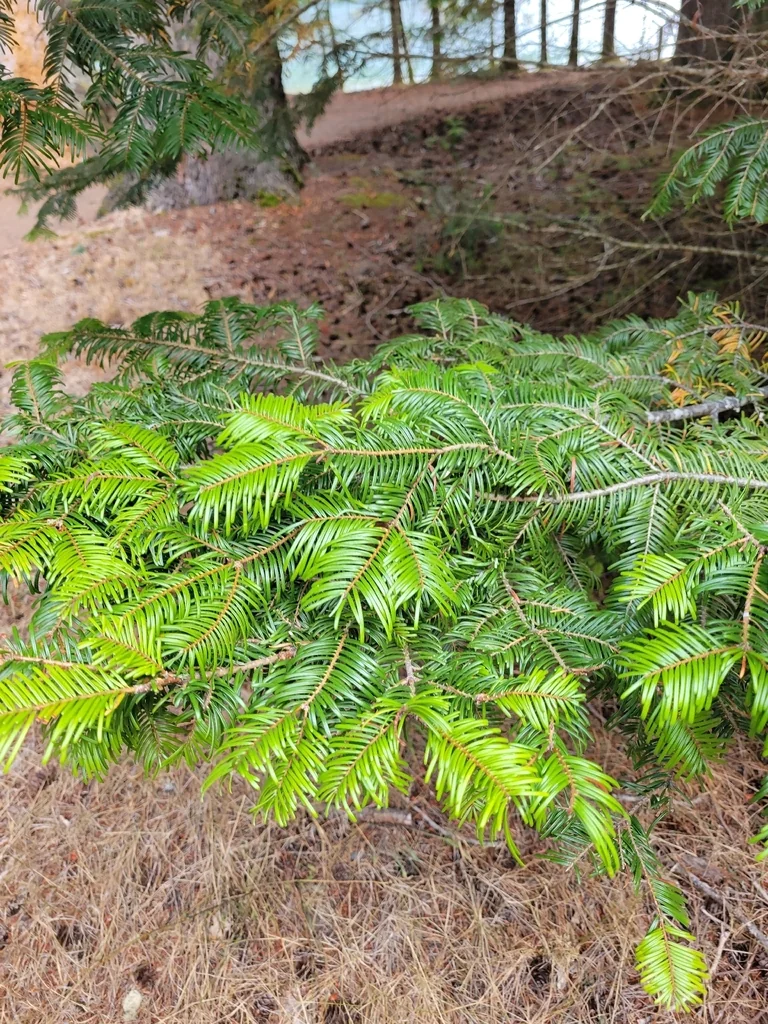 Abies Grandis